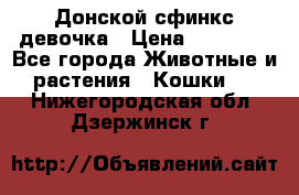 Донской сфинкс девочка › Цена ­ 15 000 - Все города Животные и растения » Кошки   . Нижегородская обл.,Дзержинск г.